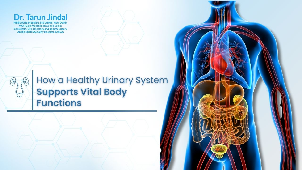 How a Healthy Urinary System Supports Vital Body Functions